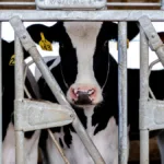 Bird flu could spread to cows outside US, head of WHO flu program says